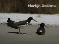 Amerikaanse bonte scholekster [Haematopus palliatus]